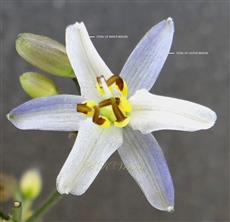  Flower- See Perianth